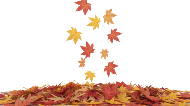 Colorful red, orange, and yellow autumn leaves are falling onto a growing pile, creating a vibrant, seasonal display on a transparent background. background removed