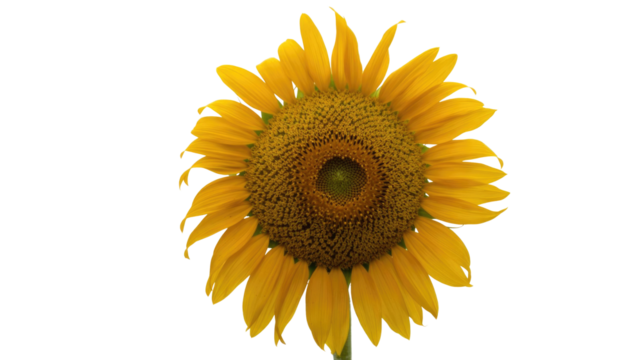 A vibrant yellow sunflower with a detailed, intricate seed head stands brightly against a deep transparent background, showcasing its natural beauty. background removed