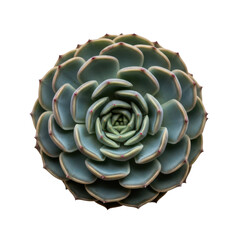 Obraz premium Close-up of a succulent plant with symmetrical rosette pattern for botanical design