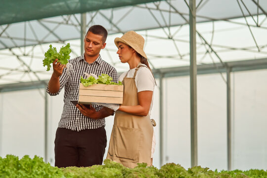 Group of workers talking about quality of organic vegetables, growned in hydroponic system. One is holding produce in hands another digital tablet for quality control