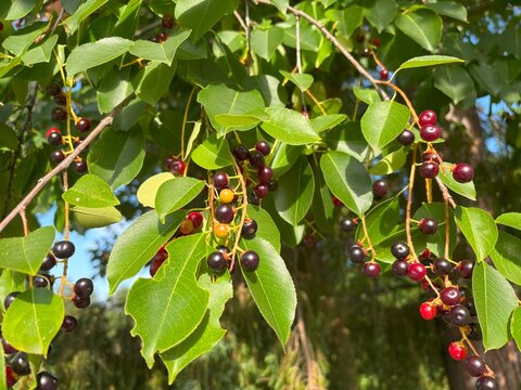 Red chokecherry Prunus virginiana berries grow on summer branches of a wild tree