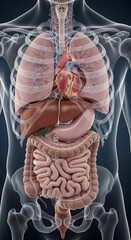 Human Anatomy Torso Showing Internal Organs and Skeletal Structure