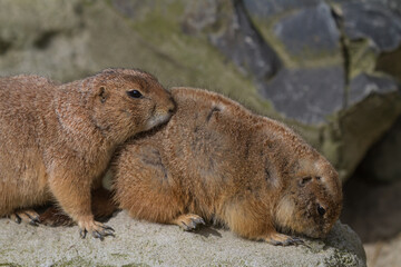 portrait of two marmots or groundhogs (marmota) sitting one after another