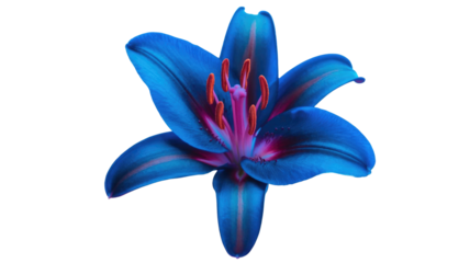 A stunning vibrant blue lily flower with intricate pink and purple accents and bright orange stamens, isolated against a background. background removed