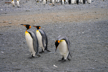 Three king penguins on a cold Antarctic shore stand in a line, with one penguin bowing its head to examine a small white bone on the ground in a curious gesture.