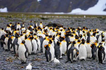 Obraz premium A massive group of king penguins crowds the rocky beach of South Georgia. Their bright yellow markings stand out against the gray stones and harsh subantarctic landscape.