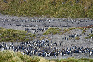 An enormous king penguin colony fills the rocky terrain of South Georgia, with dense rows of brown chicks and adults stretching far into the distance. A breathtaking wildlife spectacle.