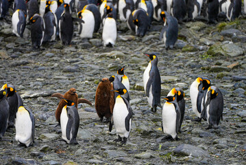 Obraz premium Fluffy brown king penguin chicks stand close to sleek black-and-white adults on the rocky ground of South Georgia. A charming glimpse of penguin family life in the subantarctic.