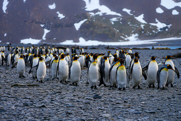 A dense group of king penguins confidently marches across the rocky shoreline of South Georgia Island, framed by dramatic snow-dusted mountains and the cold southern ocean. © Yana