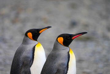 Close-up of two king penguins standing side by side on a stony beach in South Georgia.