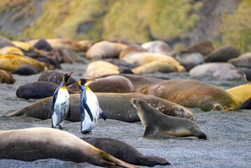 A fur seal pup appears to challenge two king penguins walking across a black volcanic beach filled with massive, resting elephant seals in wild South Georgia.