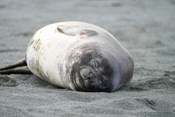 A southern elephant seal pup rests on the black volcanic sand of South Georgia, peacefully curled up with a gentle expression and specks of sand on its face.