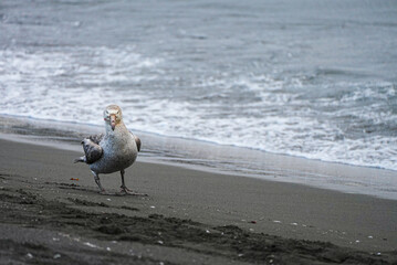 Southern giant petrel walks alone along the beach in South Georgia. This strong seabird is known for scavenging and soaring across the Southern Ocean.