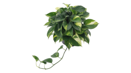 Vibrant variegated Pothos plant with lush green and yellow leaves, elegantly trailing, isolated on a solid background. background removed