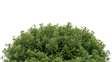 Vibrant green leaves of a dense, healthy shrub or hedge, meticulously cut out for easy use in landscape designs or digital compositions. background removed