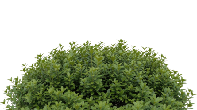 Vibrant green leaves of a dense, healthy shrub or hedge, meticulously cut out for easy use in landscape designs or digital compositions. background removed
