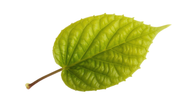 A vibrant, fresh green leaf, showcasing intricate veins and serrated edges, isolated against a solid dark transparent background. Natural and detailed. background removed - Powered by Adobe