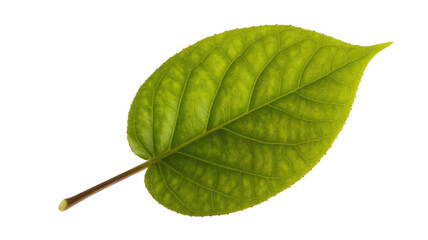 Fototapeta premium A vibrant green leaf with intricate vein patterns, naturally backlit, showcasing its fresh, healthy texture on a plain transparent background. background removed