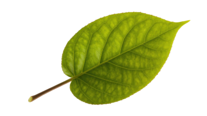 A vibrant green leaf with intricate vein patterns, naturally backlit, showcasing its fresh, healthy texture on a plain transparent background. background removed