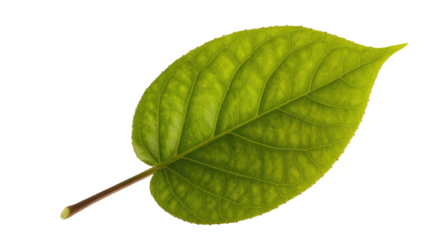 A vibrant green leaf with intricate vein patterns, naturally backlit, showcasing its fresh, healthy texture on a plain transparent background. background removed - Powered by Adobe