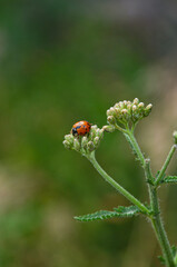 ladybird on a leaf © Veronika