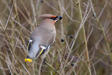 Bohemian waxwing
