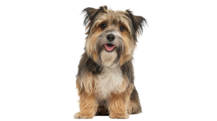A cute, shaggy-haired mixed breed dog with brown, tan, and black fur sits attentively, looking at the camera with its tongue out. background removed