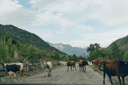 Cows and cattle walk along a rural road through a peaceful countryside valley, a grazing herd against a backdrop of distant mountains and blue sky, dust rising softly on gravel