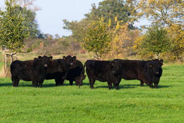 Galloway Rinder auf der Weide	