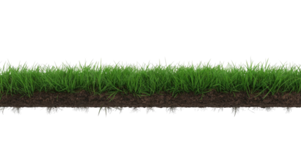 A vibrant green grass strip with visible soil and roots underneath, presented against a solid background, ready for use in design. background removed