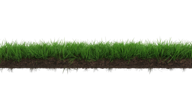 A vibrant green grass strip with visible soil and roots underneath, presented against a solid background, ready for use in design. background removed