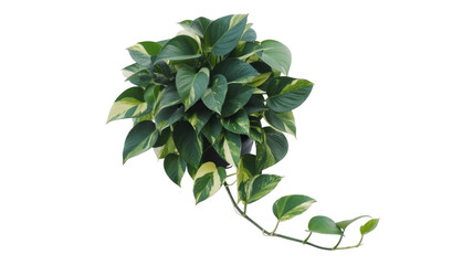 A beautiful variegated Pothos houseplant with lush green and creamy-white leaves and a long trailing vine, perfect for indoor decor. background removed