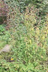 Monarda didyma plant with dry flower heads in autumn garden. Decorative bee balm is full of seeds for birds in winter.