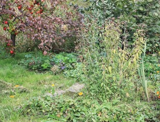 Monarda didyma plant with dry flower heads in autumn garden. Decorative bee balm is full of seeds for birds in winter.