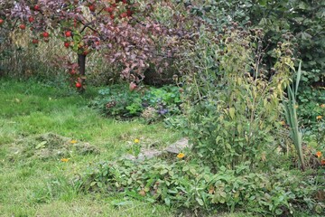 Monarda didyma plant with dry flower heads in autumn garden. Decorative bee balm is full of seeds for birds in winter.