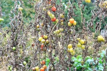 Late Blight of tomato, lat. Phytophthora infestans in late summer. Tomato plant and fruits affected by bacterial disease after rainy days in open soil.