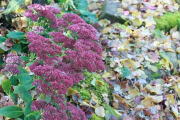 Flowering Sedum telephium in autumn garden. Red sedum flowers and colorful leaves  in the sun create beautiful natural background.