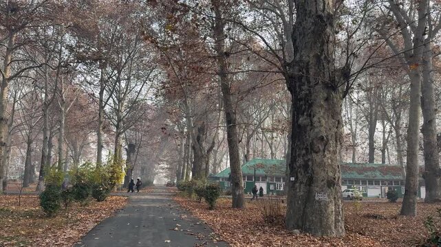 Autumn in Kashmir with vibrant red Chinar leaves and chinar big trees across Naseem Bagh in Hazratbal Dargah showcasing the beauty of Srinagar destination in Jammu and Kashmir. Clip 112