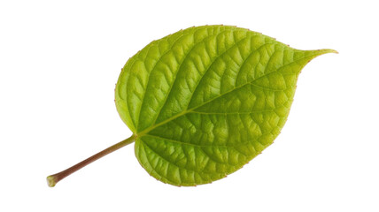 Obraz premium A vibrant, fresh green leaf with intricate veins and a prominent stem. Isolated against a solid dark transparent background, perfect for botanical designs. background removed