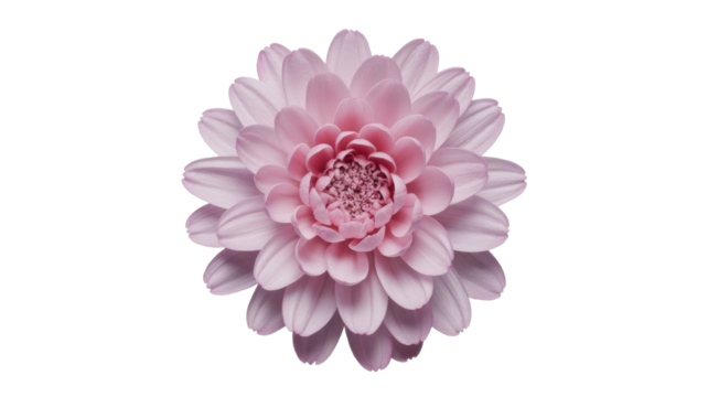 A beautiful, soft pink dahlia flower with numerous layered petals in full bloom, isolated against a dark transparent background, showcasing intricate floral detail. background removed