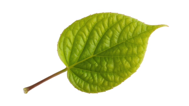 A vibrant, fresh green leaf with intricate veins and a prominent stem. Isolated against a solid dark transparent background, perfect for botanical designs. background removed - Powered by Adobe