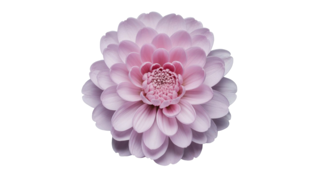 A stunning, fully bloomed pink and lavender dahlia flower with numerous petals, centered on a solid transparent background, showcasing its intricate beauty. background removed