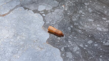 Dirty plastic bottile and sewage or chemical and toxic liquid effluent waste contamination float on polluted water surface. River and lake pollution damage and environmental ecosystem disaster concept