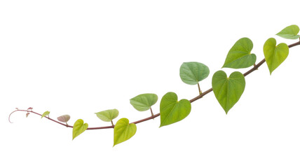 A vibrant green vine with heart-shaped leaves gracefully curves across the frame, isolated on a solid transparent background. Fresh, natural growth. background removed