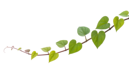 A vibrant green vine with heart-shaped leaves gracefully curves across the frame, isolated on a solid transparent background. Fresh, natural growth. background removed