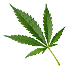 Cannabis Leaf Isolated on Transparent Background