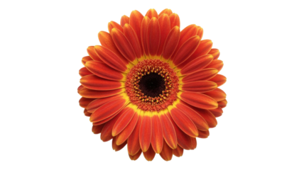 A vibrant orange gerbera daisy, with a dark center and yellow accents, blooms brightly against a solid transparent background. background removed