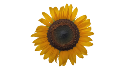 A vibrant yellow sunflower with a prominent dark seed head, centrally positioned against a solid transparent background, showcasing its full bloom. background removed