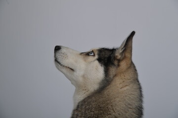 hund, husky, tier, haustier, weiß, sibirische katze, breed, canino, wolf, fell, schnee, säugetier, hübsch, welpe, freund, black, schlittenhund, auge, kopf, reinrassig, winter, siberian husky