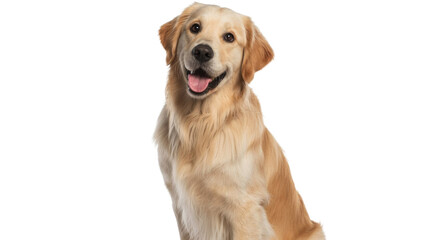 Fototapeta premium A cheerful Golden Retriever dog happily looking at the camera with its tongue out, isolated on a simple transparent background. background removed